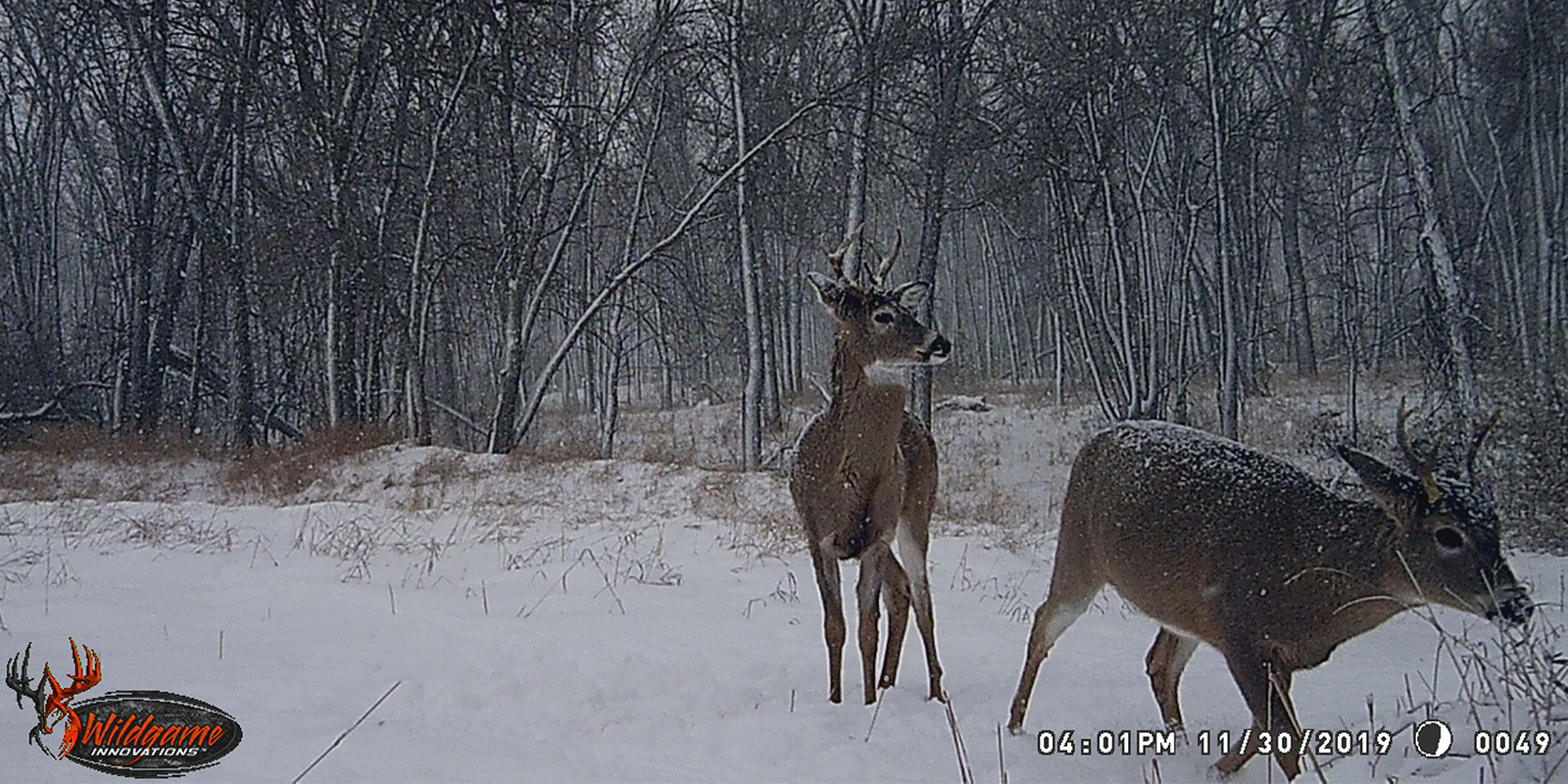 Deer in Winter Woods 2019